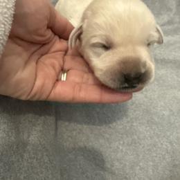 Girl 2- White English Lab - Yellow female Labrador Retriever puppy in Isanti, Minnesota from Four Corners Family Labs