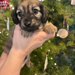 Sarah - Cream female Dachshund puppy in Shelley, Idaho from Journey’s End Dachshunds