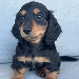 Bindi - Black and tan male Dachshund puppy in Allenhurst, Georgia from B’s Dapper Dachshunds