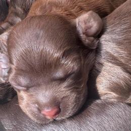 Cider - Sable male Cocker Spaniel puppy in Memphis, Tennessee from Cordova Cockers