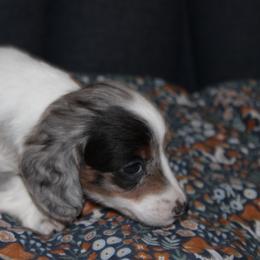 Rogue - Piebald female Dachshund puppy in Staley, North Carolina from Langley Farms Dachshunds