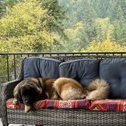 Leonbergers from Lowenbach Kennels