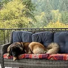Leonbergers from Lowenbach Kennels
