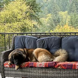 Leonbergers from Lowenbach Kennels
