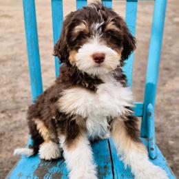 Vegas - Red tri-color female Aussiedoodle puppy in Lancaster, Minnesota from Wilson Cattle Co.