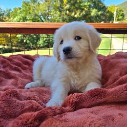 Red - Light golden male Golden Retriever puppy in Pembroke, Virginia from Springhouse Farms