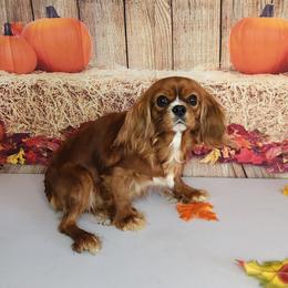 Gracie - Cavalier King Charles Spaniel