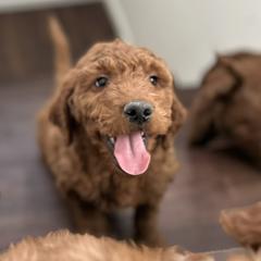 Irish Doodles from Rustic doodles of Sahuarita, AZ