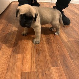 Mastiff Puppies from FrontlineK9 Boarding & Training LLC