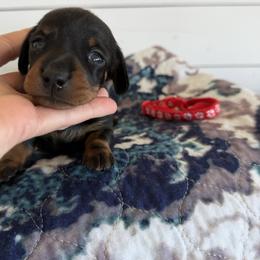 Red Collared Girl - Black and tan female Dachshund puppy in Wray, Georgia from Cotton Hill Dachshunds