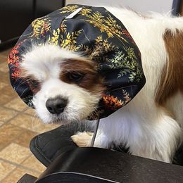 Lulu - Cavalier King Charles Spaniel