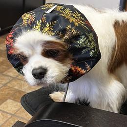 Lulu - Cavalier King Charles Spaniel