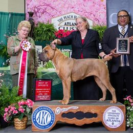 Drama - Cane Corso