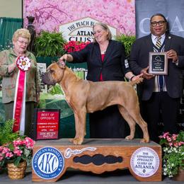 Drama - Cane Corso