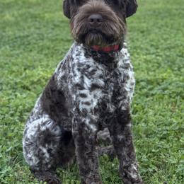 Topper - Australian Labradoodle