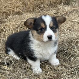 American Corgi and Pembroke Welsh Corgi Puppies from Wild West Corgis