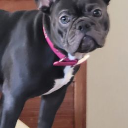 French Bulldogs from Gregorio French Bulldogs
