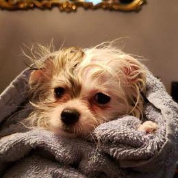 Pomeranian Puppies from Picky Chic Pomeranians