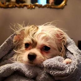 Pomeranian Puppies from Picky Chic Pomeranians