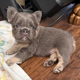 Cooper - Tricolors male French Bulldog puppy in Klamath Falls, Oregon from Brittany's French Bulldogs