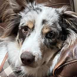Assorted Doodle Crosses and Miniature Australian Shepherds from Sweetgrass Doodles