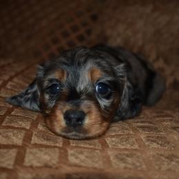 Artic - Dapple female Dachshund puppy in Oxford, Pennsylvania from Emily’s Dachshund Puppies
