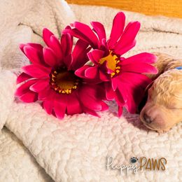 Girl Blue Collar - Cream Goldendoodle puppy in Murray, Utah from Puppy Paws