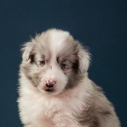 Shetland Sheepdogs from Crossroad shelties