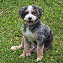 Buck - Bernedoodle