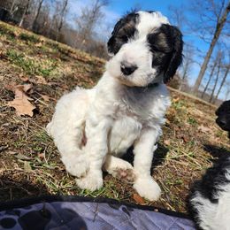 Aussiedoodle Puppies from Lotadoodle Farms