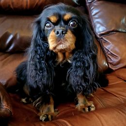 Cavalier King Charles Spaniels from Sanders Sweet Cavaliers