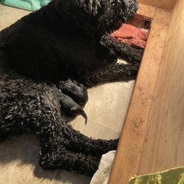 Pink girl - Black female Black Russian Terrier puppy in Roberts, Montana from Russias Royalty/Goldhaven Kennel