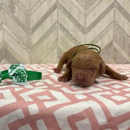 Anchor - Red  male Goldendoodle puppy in Camden, North Carolina from Oopsie Doodles of NC