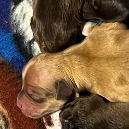 Orange boy - Fawn male Havanese puppy in Arlington, Washington from Havanese With Love Breeding Co.