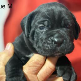 Blue Collar R - Black male Cane Corso puppy in Paris, Texas from Knucklehead Cane Corso