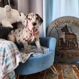 Pink Collar - Merle Great Dane puppy in Alton, Illinois from Show Me Great Danes