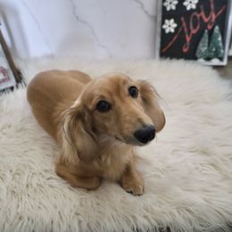 Brody - Dachshund