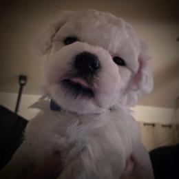 Blue male - White male Bichon Frise puppy in Apple River, Illinois from Barb's Bichons Bichonfrise.ws