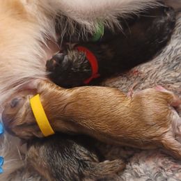 American Eskimo Dog and Pomsky Puppies from House Snow: Kahleesie's Fireborn Pomskies