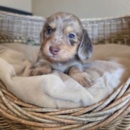 Lucky - Dapple female Dachshund puppy in Grants Pass, Oregon from Redwood Dachshunds