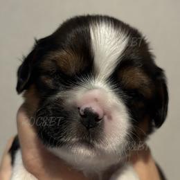 Edward - Black gold and white male Cavatzu puppy in Oklahoma from Rocky Oak Cavaliers & Biewer Terriers LLC