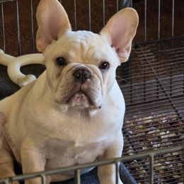 Lenny - Fawn male French Bulldog puppy in Summit, Mississippi from Impressive Bulldogs and French Bulldogs