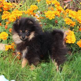 Garbonzo - Black and tan male Pomeranian puppy in Memphis, Michigan from Magix'z Pomeranians