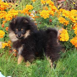 Garbonzo - Black and tan male Pomeranian puppy in Memphis, Michigan from Magix'z Pomeranians