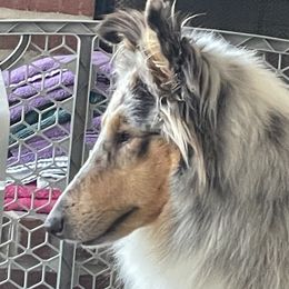 Bobbi Sue - Collie