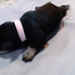 Willow - Black and silver female Miniature Schnauzer puppy in Weatherford, Texas from Castle of Paws