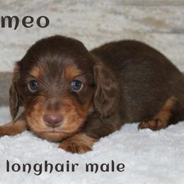 Romeo - Chocolate and tan male Dachshund puppy in Paris, Texas from Kuttin’ Up Mini Aussies