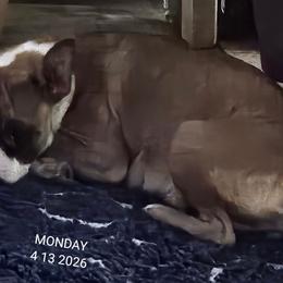 Lily - Boston Terrier