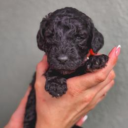 Daisy - Black female Poodle puppy in Midwest City, Oklahoma from Strawberry Hill Puppy Patch
