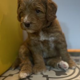 Australian Labradoodle Puppies from NoodleDoodles LLC